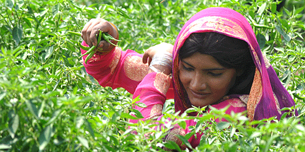 A worker plucking green chillies from vegetable fields