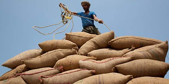 Stronger rice varieties for twenty million farmers